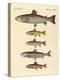 Kinds of Trouts-null-Premier Image Canvas