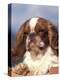 King Charles Cavalier Spaniel Adult Portrait-Adriano Bacchella-Premier Image Canvas