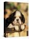 King Charles Cavalier Spaniel Puppy Portrait-Adriano Bacchella-Premier Image Canvas