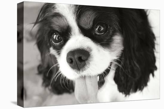 King Charles Spaniel Black and White-Karyn Millet-Premier Image Canvas