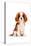 King Charles Spaniel Puppy-Amanda Greenwood-Stretched Canvas