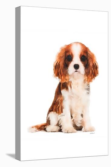 King Charles Spaniel Puppy-Amanda Greenwood-Stretched Canvas