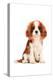 King Charles Spaniel Puppy-Amanda Greenwood-Stretched Canvas