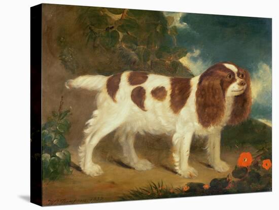 King Charles Spaniel-William Thompson-Premier Image Canvas