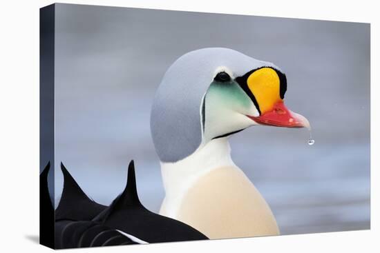 King Eider Duck (Somateria Spectabilis) Male, Batsfjord Village Harbour, Varanger Peninsula, Norway-Staffan Widstrand-Premier Image Canvas