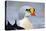 King Eider Duck (Somateria Spectabilis) Male, Batsfjord Village Harbour, Varanger Peninsula, Norway-Staffan Widstrand-Premier Image Canvas