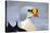 King Eider Duck (Somateria Spectabilis) Male, Batsfjord Village Harbour, Varanger Peninsula, Norway-Staffan Widstrand-Premier Image Canvas