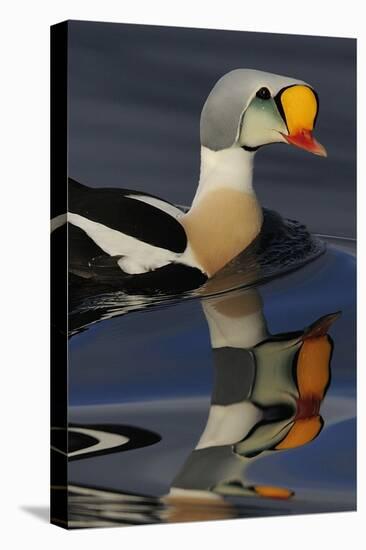 King Eider Duck (Somateria Spectabilis) Male, Batsfjord Village Harbour, Varanger Peninsula, Norway-Staffan Widstrand-Premier Image Canvas