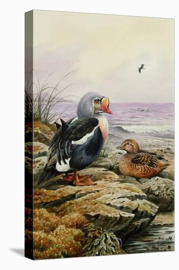 King Eider-Carl Donner-Premier Image Canvas