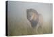 King in the Mist-Frits Hoogendijk-Premier Image Canvas