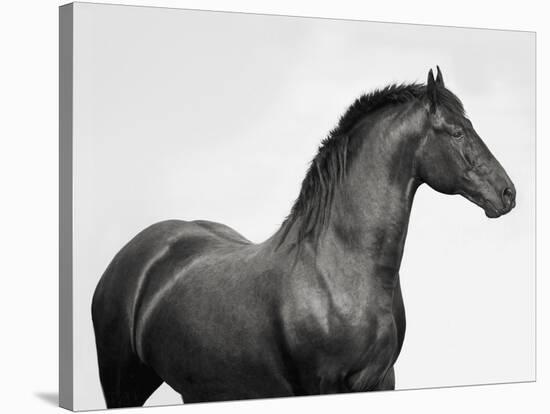 King Mamba, Stallion-Pangea Images-Stretched Canvas