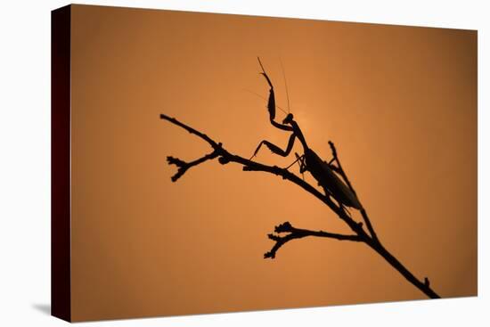 King Mantis (Hierodula Majuscula), captive, Australia, Pacific-Janette Hill-Premier Image Canvas