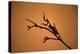 King Mantis (Hierodula Majuscula), captive, Australia, Pacific-Janette Hill-Premier Image Canvas