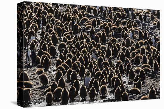 King Penguin (Aptenodytes Patagonicus) Adults with Chicks at St. Andrews Bay, South Georgia-Michael Nolan-Premier Image Canvas
