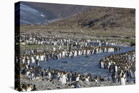 King Penguin (Aptenodytes Patagonicus) Breeding Colony at St. Andrews Bay, South Georgia-Michael Nolan-Premier Image Canvas