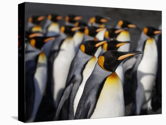 King penguin (Aptenodytes patagonicus) colony. Right Whale Bay, South Georgia-Tony Heald-Premier Image Canvas