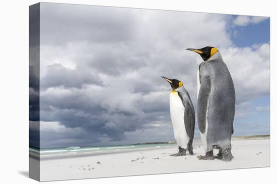 King Penguin (Aptenodytes patagonicus) on the Falkland Islands in the South Atlantic.-Martin Zwick-Premier Image Canvas