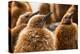 King penguin chicks in creche, St Andrews Bay, South Georgia-Mark MacEwen-Premier Image Canvas