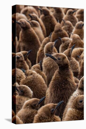 King penguin chicks in creche, St Andrews Bay, South Georgia-Mark MacEwen-Premier Image Canvas