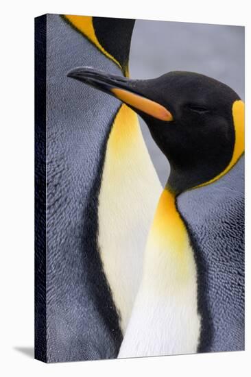 King penguin close-up showing the colorful curves of their feathers. St. Andrews Bay, South Georgia-Tom Norring-Premier Image Canvas