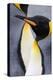 King penguin close-up showing the colorful curves of their feathers. St. Andrews Bay, South Georgia-Tom Norring-Premier Image Canvas