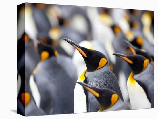 King Penguin Colony (Aptenodytes Patagonicus), Gold Harbour, South Georgia, Antarctic-Thorsten Milse-Premier Image Canvas