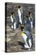 King penguin colony (Aptenodytes patagonicus), Saunders Island, Falklands, South America-Michael Runkel-Premier Image Canvas