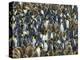 King Penguin Colony on South Georgia Island-Darrell Gulin-Premier Image Canvas