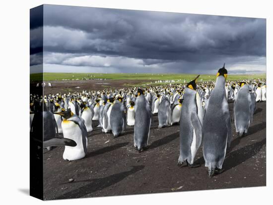 King Penguin Colony on the Falkland Islands, South Atlantic-Martin Zwick-Premier Image Canvas