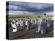 King Penguin Colony on the Falkland Islands, South Atlantic-Martin Zwick-Premier Image Canvas