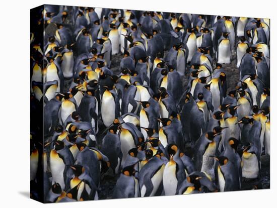 King Penguin Colony-John Conrad-Premier Image Canvas