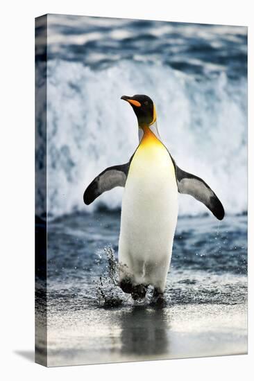 King Penguin Coming Out of the Ocean-Howard Ruby-Premier Image Canvas