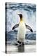 King Penguin Coming Out of the Ocean-Howard Ruby-Premier Image Canvas