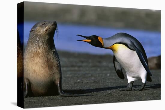 King Penguin Confronting Unconcerned Fur Seal-Paul Souders-Premier Image Canvas