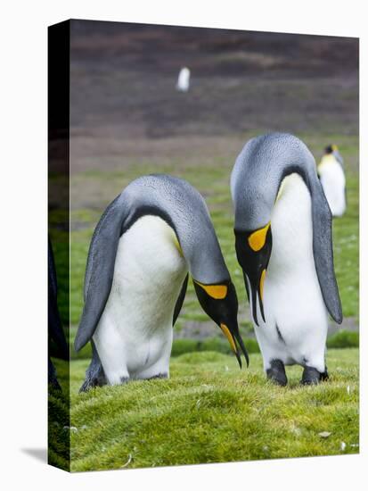 King Penguin, Falkland Islands, South Atlantic. Courtship Display-Martin Zwick-Premier Image Canvas