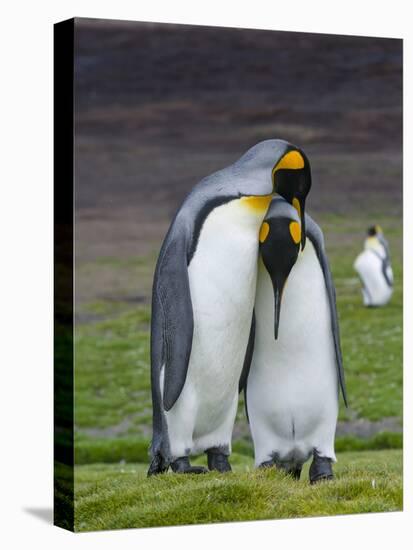King Penguin, Falkland Islands, South Atlantic. Courtship Display-Martin Zwick-Premier Image Canvas