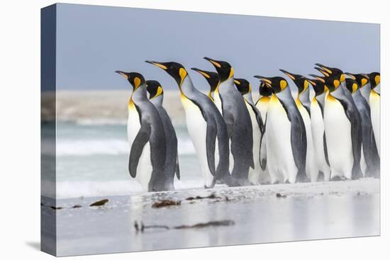 King Penguin, Falkland Islands, South Atlantic. Group of penguins marching-Martin Zwick-Premier Image Canvas