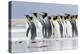 King Penguin, Falkland Islands, South Atlantic. Group of penguins marching-Martin Zwick-Premier Image Canvas