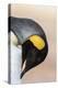 King Penguin, Falkland Islands, South Atlantic. Portrait-Martin Zwick-Premier Image Canvas