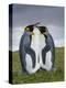 King Penguin, Falkland Islands, South Atlantic-Martin Zwick-Premier Image Canvas