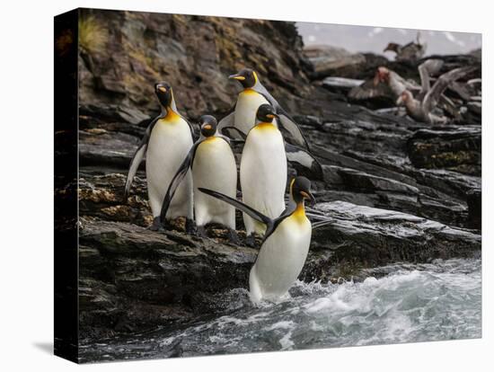 King penguin group on rocks, jumping into South Atlantic. St Andrews Bay, South Georgia-Tony Heald-Premier Image Canvas