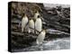 King penguin group on rocks, jumping into South Atlantic. St Andrews Bay, South Georgia-Tony Heald-Premier Image Canvas