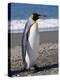 King Penguin, Moltke Harbour, Royal Bay, South Georgia, South Atlantic-Robert Harding-Premier Image Canvas