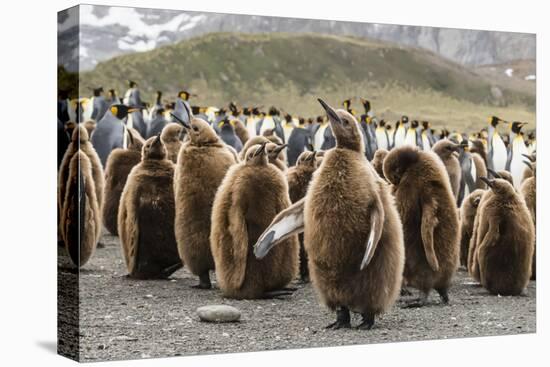 King penguin oakum boy chicks molting their down at Gold Harbor, South Georgia Island-Michael Nolan-Premier Image Canvas