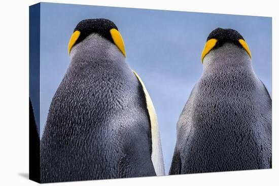 King penguin pair, South Georgia Island-Art Wolfe Wolfe-Premier Image Canvas