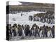 King Penguin rookery in St. Andrews Bay. Adults molting. South Georgia Island-Martin Zwick-Premier Image Canvas