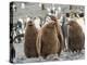 King Penguin rookery in St. Andrews Bay. Chick in typical brown plumage Antarctica-Martin Zwick-Premier Image Canvas