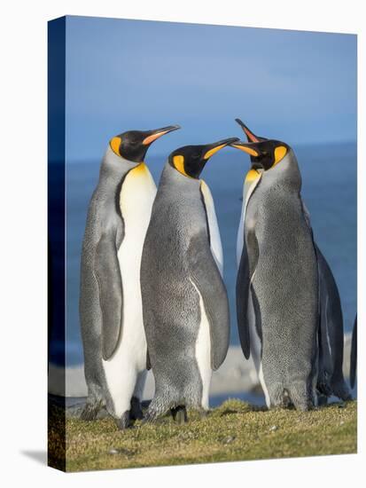King Penguin rookery in St. Andrews Bay. Courtship behavior. South Georgia Island-Martin Zwick-Premier Image Canvas