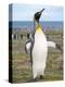 King Penguin rookery in St. Andrews Bay. South Georgia Island-Martin Zwick-Premier Image Canvas