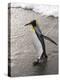 King Penguin, St. Andrews Bay, South Georgia, South Atlantic-Robert Harding-Premier Image Canvas